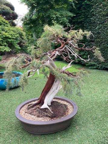 Juniperus Rigida Bonsai 125 jaar oud 