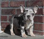 Prachtig Lilac Merle Tan Frans Bulldog reutje, 11 weekjes, CDV (hondenziekte), Bulldog, 8 tot 15 weken, België