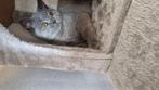 Laatste Britse Korthaar Kitten Beschikbaar, Dieren en Toebehoren, Poes, Kortharig, 0 tot 2 jaar