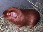 Gezocht goudkleur cavia zeugje, Animaux & Accessoires, Rongeurs, Janvier, Cobaye
