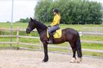 Prachtige, sportieve Tinker ruin!, Dieren en Toebehoren, Paarden