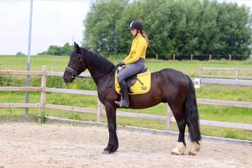 Prachtige, sportieve Tinker ruin!  beschikbaar voor biedingen