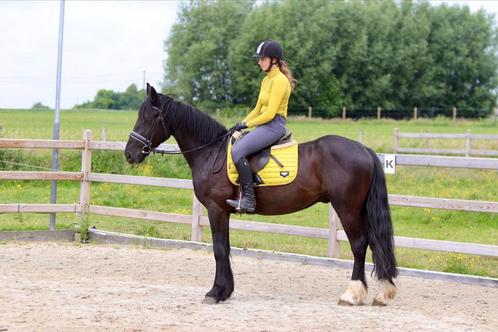 Prachtige, sportieve Tinker ruin!, Dieren en Toebehoren, Paarden