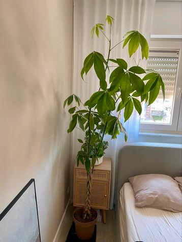 Money tree / Pachira aquatica /geldboom / watercacao beschikbaar voor biedingen