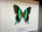 Véritable Papillon Papilio Blumei Blumei d'Indonésie Cadre, Insecte, Animal empaillé, Enlèvement ou Envoi, Neuf