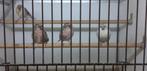 Groenlandse Barmsijs - rostrata, Dieren en Toebehoren, Vogels | Overige Vogels, Meerdere dieren, Geringd, Wildzangvogel