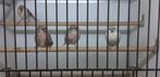 Groenlandse Barmsijs - rostrata, Meerdere dieren, Wildzangvogel, Geringd