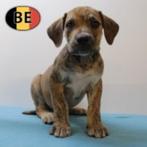 Machtige Boerboel pups geboren in België, Dieren en Toebehoren, Honden | Bulldogs, Pinschers en Molossers, België, CDV (hondenziekte)