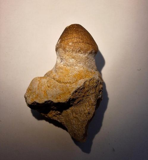Mosasaurus globidens tand - 3,5 cm, Verzamelen, Mineralen en Fossielen, Fossiel, Ophalen of Verzenden