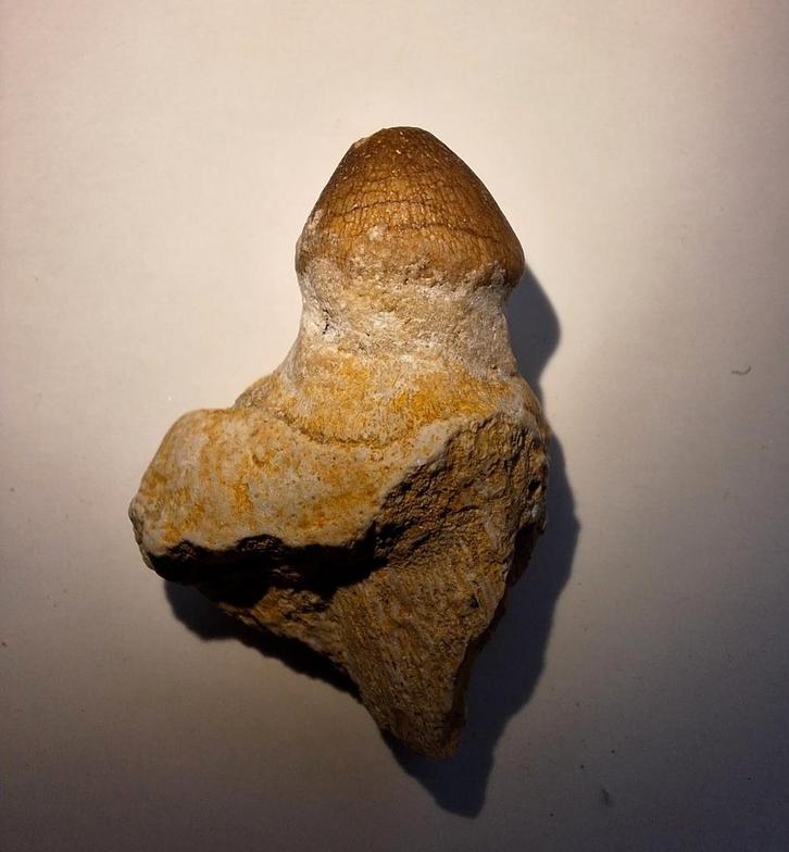 Mosasaurus globidens tand - 3,5 cm, Verzamelen, Mineralen en Fossielen, Fossiel, Ophalen of Verzenden