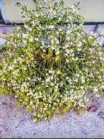 Maretakken te  koop, Ophalen