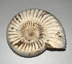 Ammoniet - Fossiel - 63gram - diameter ca. 53mm, Verzamelen, Ophalen of Verzenden, Fossiel