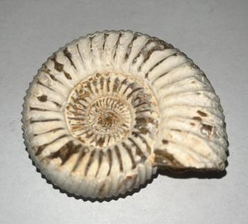 Ammoniet - Fossiel - 63gram - diameter ca. 53mm beschikbaar voor biedingen