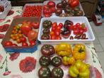 Tomatenzaden speciale soorten, Tuin en Terras, Ophalen of Verzenden, Voorjaar, Zaad, Volle zon