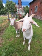 2 melkgeiten te koop, Dieren en Toebehoren