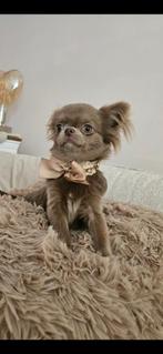 Chihuahua, Dieren en Toebehoren, België, Fokker | Hobbymatig, 15 weken tot 1 jaar, Eén hond