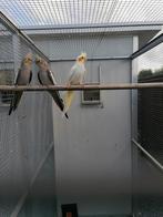 Valkparkieten, Dieren en Toebehoren