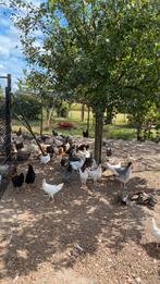 Legkippen, Dieren en Toebehoren, Pluimvee