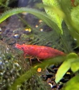 Crevettes rouges neocaridina, crevettes d'eau douce, Animaux & Accessoires, Poissons | Poissons d'aquarium