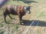 Texel ram blauwe, Dieren en Toebehoren