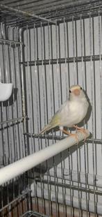 Raza canari mâle 2025 25€, Enlèvement