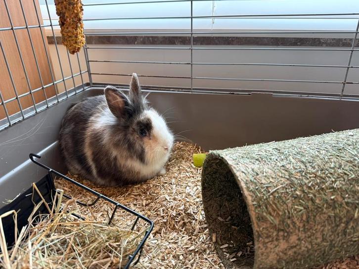 Mannelijk dwergkonijn, 5 maand oud., Dieren en Toebehoren, Konijnen, Mannelijk