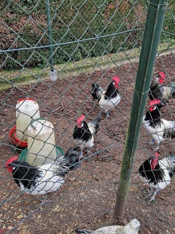 Goudbrakel en lakenvelder hanen disponible aux enchères