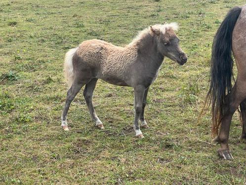 Pouliche shetland a réservé, Dieren en Toebehoren, Pony's