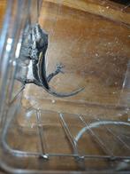 bébé gecko gargouille black stripe orange, 0 tot 2 jaar, Hagedis
