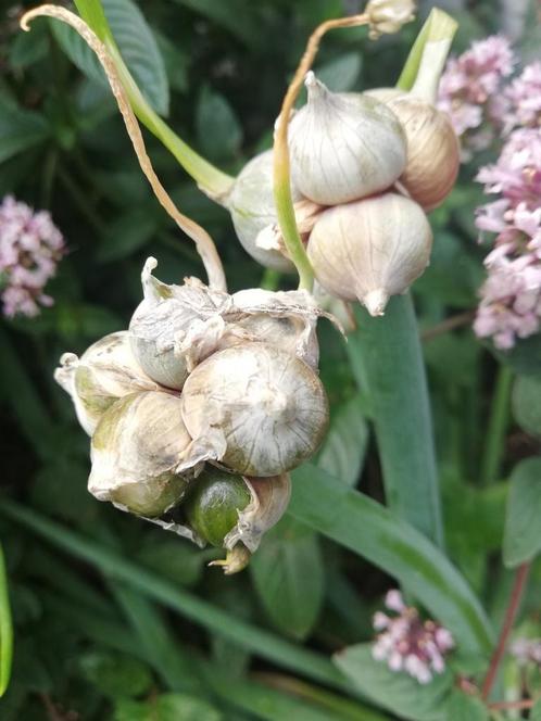 Echange ou vend bubilles d'oignons rocambolles, Tuin en Terras, Bloembollen en Zaden, Knol, Gehele jaar, Ophalen of Verzenden