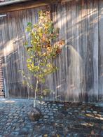 Amberboom  liquidambar styraciflua Worplesdon, Tuin en Terras, Ophalen