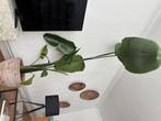 Plant, Huis en Inrichting, Kamerplanten, Ophalen, Overige soorten, Halfschaduw, 150 tot 200 cm