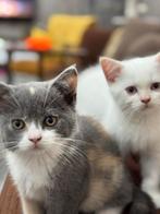 4 petits Chaton british shorthair cherches une famille, Animaux & Accessoires, Plusieurs animaux, À poils courts, 0 à 2 ans