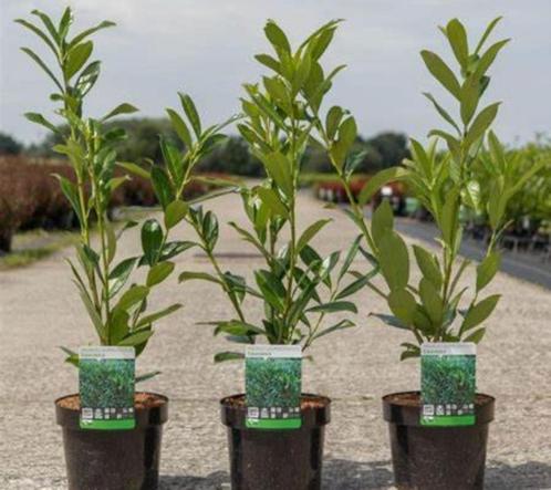 KAUKASISCHE LAURIERPLANTEN: 70/100 CM, MET POTKLUIT, 3€/ST !, Tuin en Terras, Planten | Struiken en Hagen, Haag, Laurier, 100 tot 250 cm