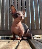 Bambino Sphynx meisje , uitstekende stamboom, Dieren en Toebehoren, Poes, Gechipt, 0 tot 2 jaar