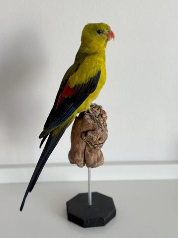 Opgezette Bergparkiet - Wildernis Atelier beschikbaar voor biedingen