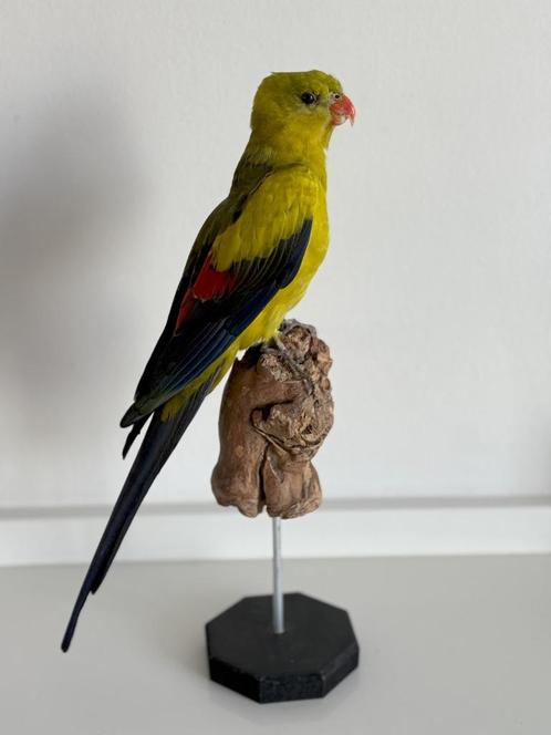 Opgezette Bergparkiet - Wildernis Atelier, Verzamelen, Dierenverzamelingen, Nieuw, Opgezet dier, Vogel, Ophalen of Verzenden