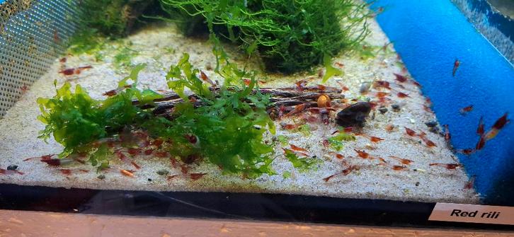 Neocaridina Red rili's, Dieren en Toebehoren, Vissen | Aquariumvissen, Zoetwatervis, Kreeft, Krab of Garnaal