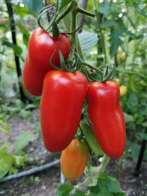 5 graines de tomate San Marzano, Jardin & Terrasse, Bulbes & Semences, Graine, Envoi