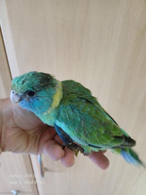 Superhandtamme cloncurry’s: bijna zelfstandig, Dieren en Toebehoren, Vogels | Parkieten en Papegaaien, Parkiet, Tam