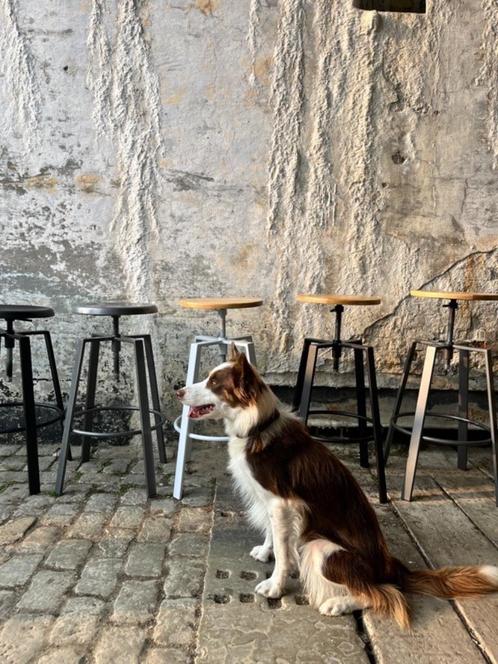 Tabouret de bar Retrovolt/réglable jusqu'à 77 cm (50 en stoc, Maison & Meubles, Tabourets de bar, Neuf, 60 à 90 cm, Métal, 5 tabourets ou plus