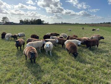 witte, blauwe en dassenkop texelaar ramlammeren te koop beschikbaar voor biedingen