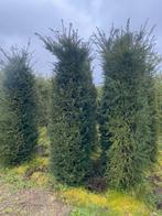 Taxus baccata, Tuin en Terras, Ophalen, Taxus