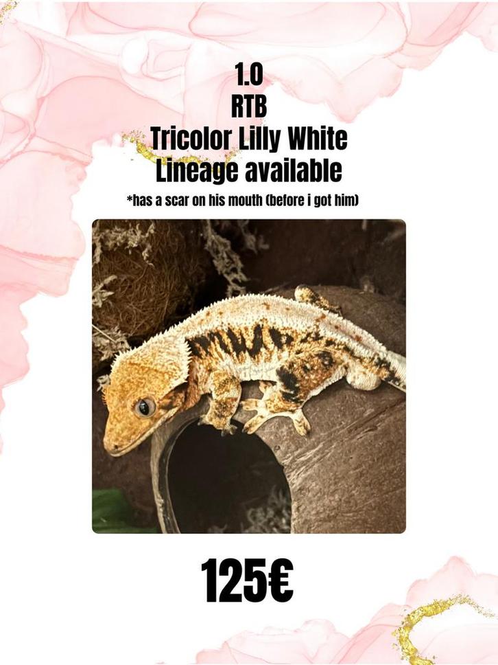 1.0 kweekklare tricolor lilly white, Dieren en Toebehoren, Reptielen en Amfibieën