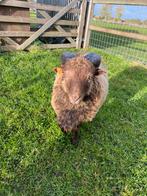Ouessant ram, Dieren en Toebehoren, Schapen, Geiten en Varkens