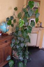 plant - Philodendron Scandens, Maison & Meubles, Plantes d'intérieur, Autres espèces, En pot, 150 à 200 cm, Enlèvement