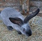 Duitse reuzen Sable agouti rammetjes en voedsters