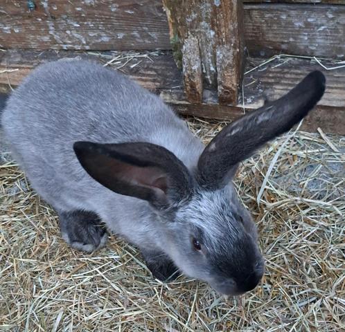 Duitse reuzen Sable agouti rammetjes en voedsters, Dieren en Toebehoren, Konijnen