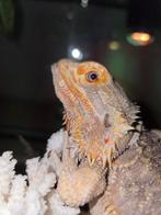 Lieve wildkleur baardagaam man, Dieren en Toebehoren, Hagedis, Tam, 3 tot 6 jaar