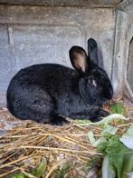 Vlaamse reus kruising, Dieren en Toebehoren, Konijnen